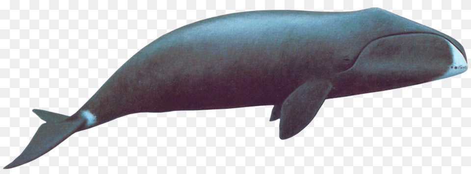 Bowhead Whale, Animal, Mammal, Sea Life, Fish Free Png