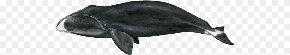 Bowhead Whale, Animal, Mammal, Sea Life, Fish Png