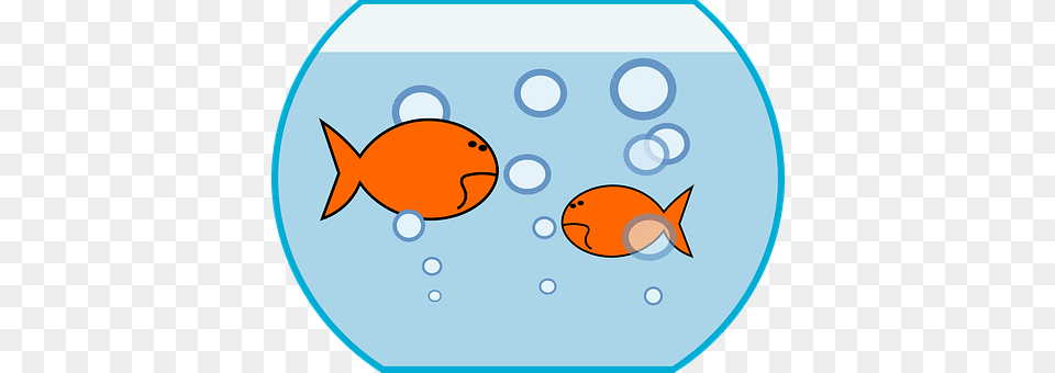 Bowl Animal, Sea Life, Fish, Disk Png Image