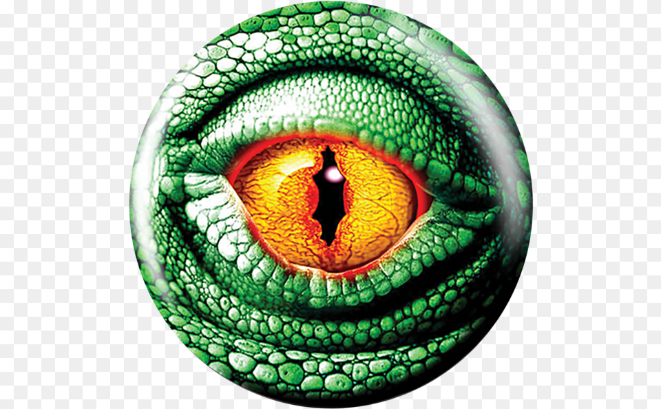 Bowling Ball Eye, Animal, Lizard, Reptile, Green Lizard Free Png Download