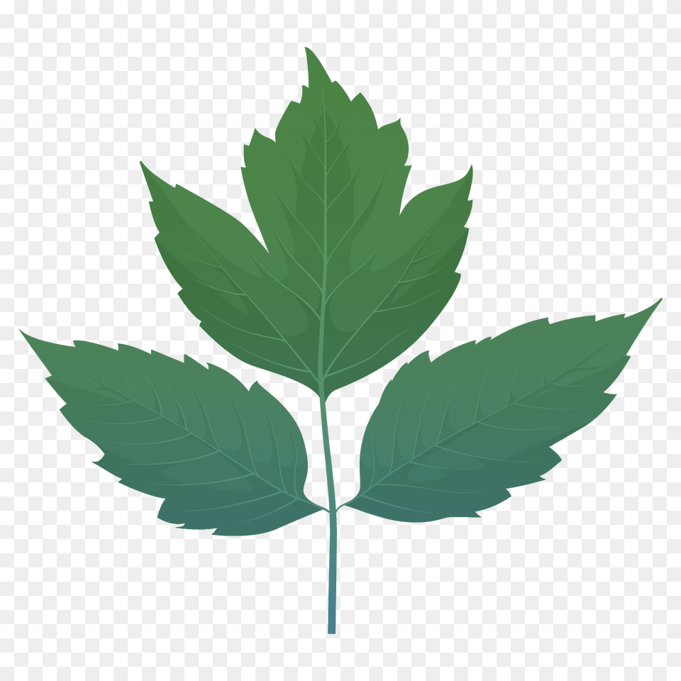 Box Elder Spring Leaf Clipart, Plant, Tree Png Image