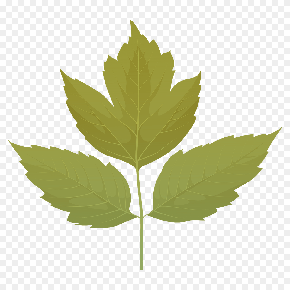 Box Elder Summer Leaf Clipart, Plant, Tree, Maple Leaf Png