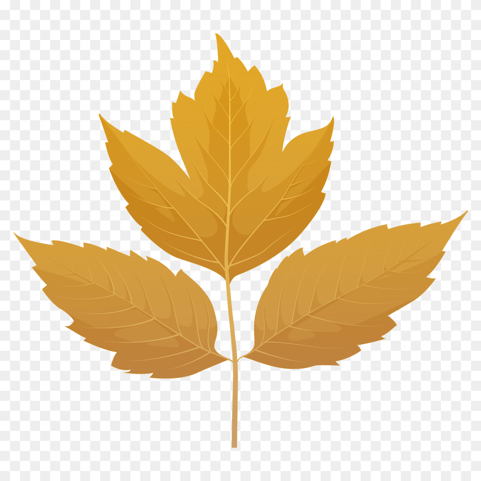 Box Elder Yellow Leaf Clipart, Plant, Tree, Maple Leaf Png