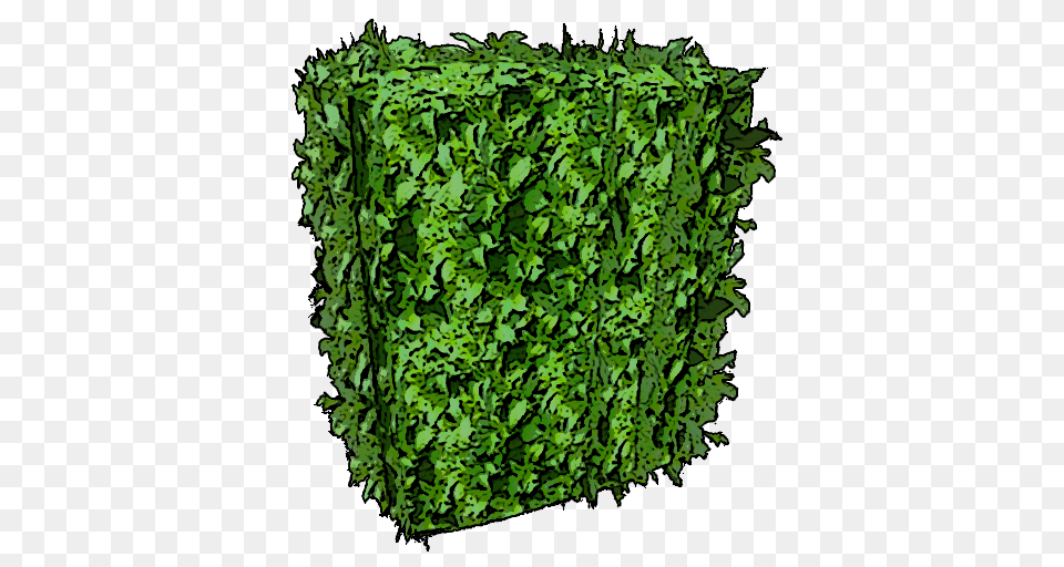 Box Hedge, Herbs, Plant, Parsley, Food Free Png Download