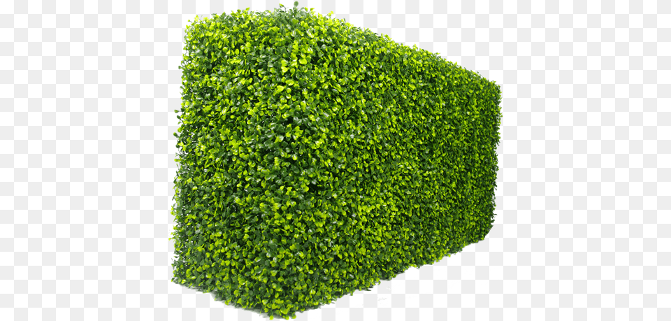 Box Hedge Garden Hedge, Fence, Plant, Vegetation Free Png