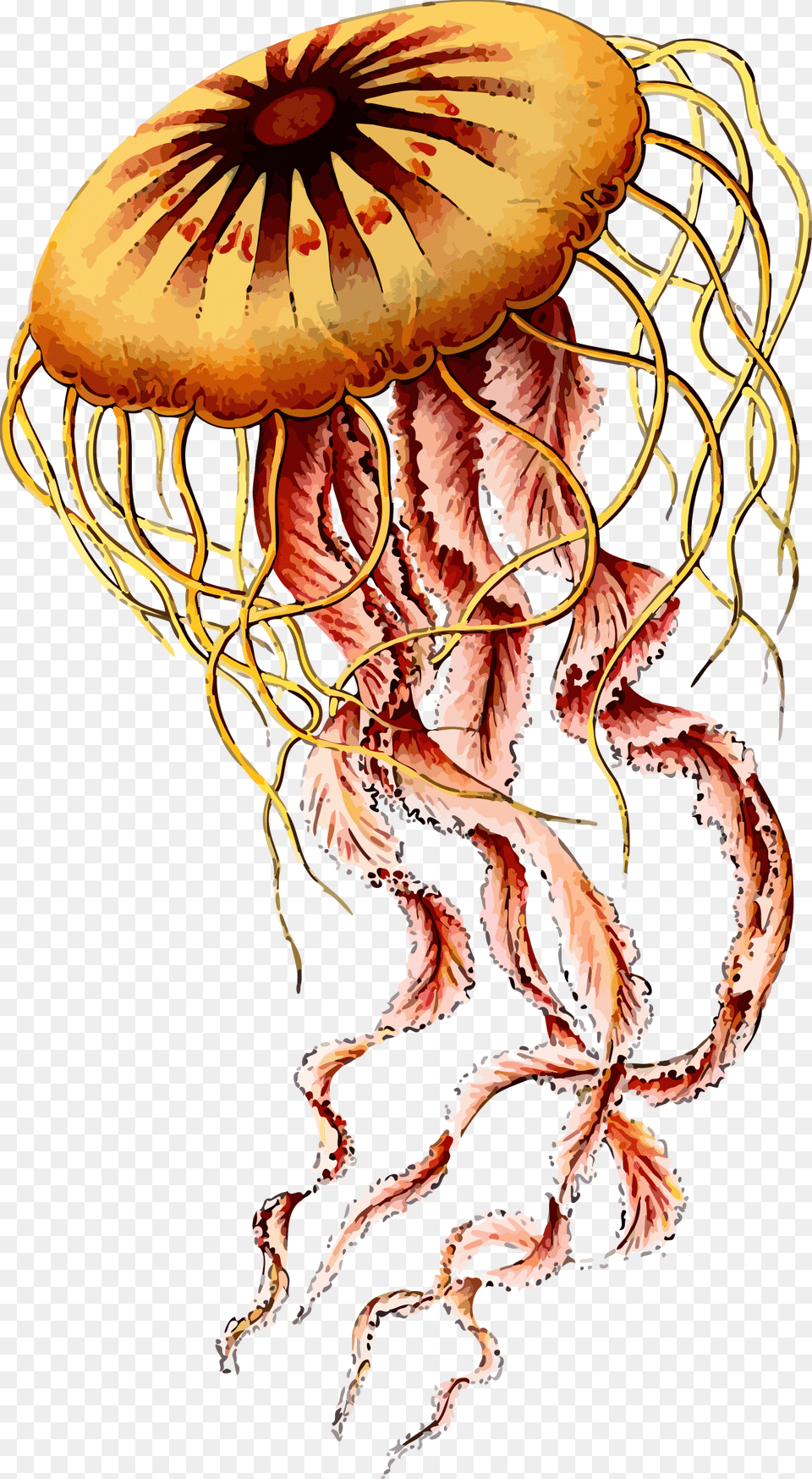 Box Jellyfish Photos Jellyfish Ernst Haeckel Art, Animal, Sea Life, Invertebrate Png Image