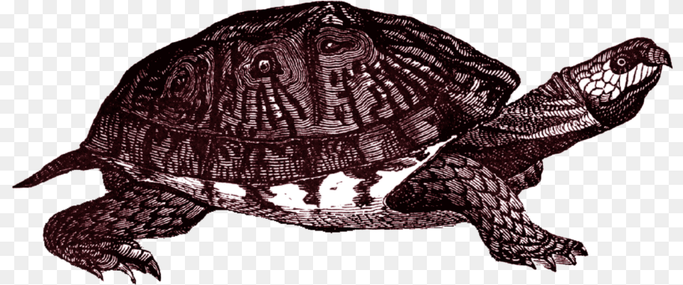 Box Turtle Clipart Tierisch Barock When Animals Talk, Animal, Reptile, Sea Life, Tortoise Free Transparent Png