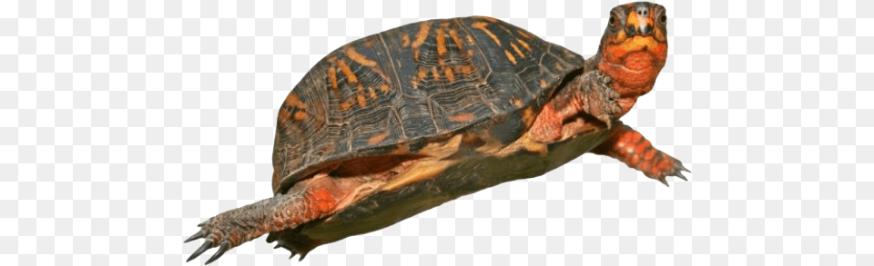 Box Turtle Hd Red Eared Slider Turtle, Animal, Reptile, Sea Life, Box Turtle Free Png