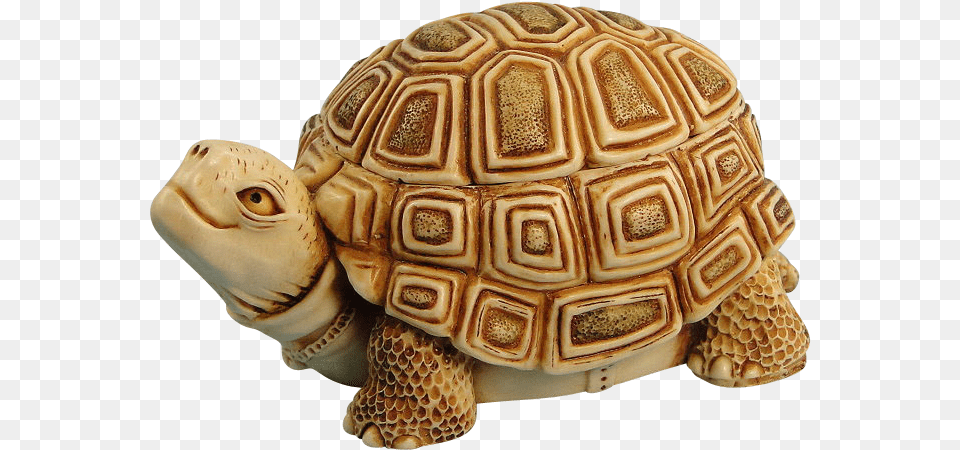 Box Turtle Transparent Background Box Turtles, Animal, Reptile, Sea Life, Tortoise Free Png Download