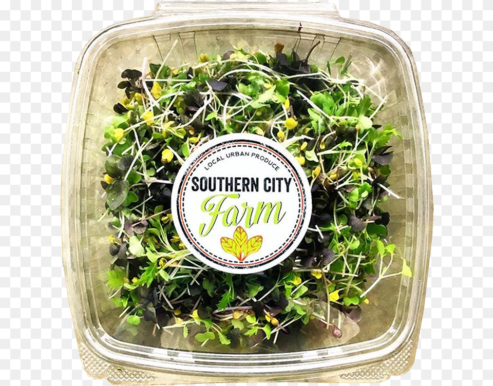 Boxed Sprouts Southerncityfarm, Potted Plant, Plant, Sprout, Bean Sprout Free Png