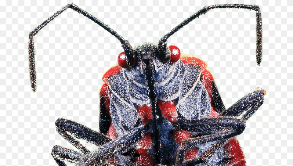Boxelder Bug, Animal, Insect, Invertebrate, Bee Png