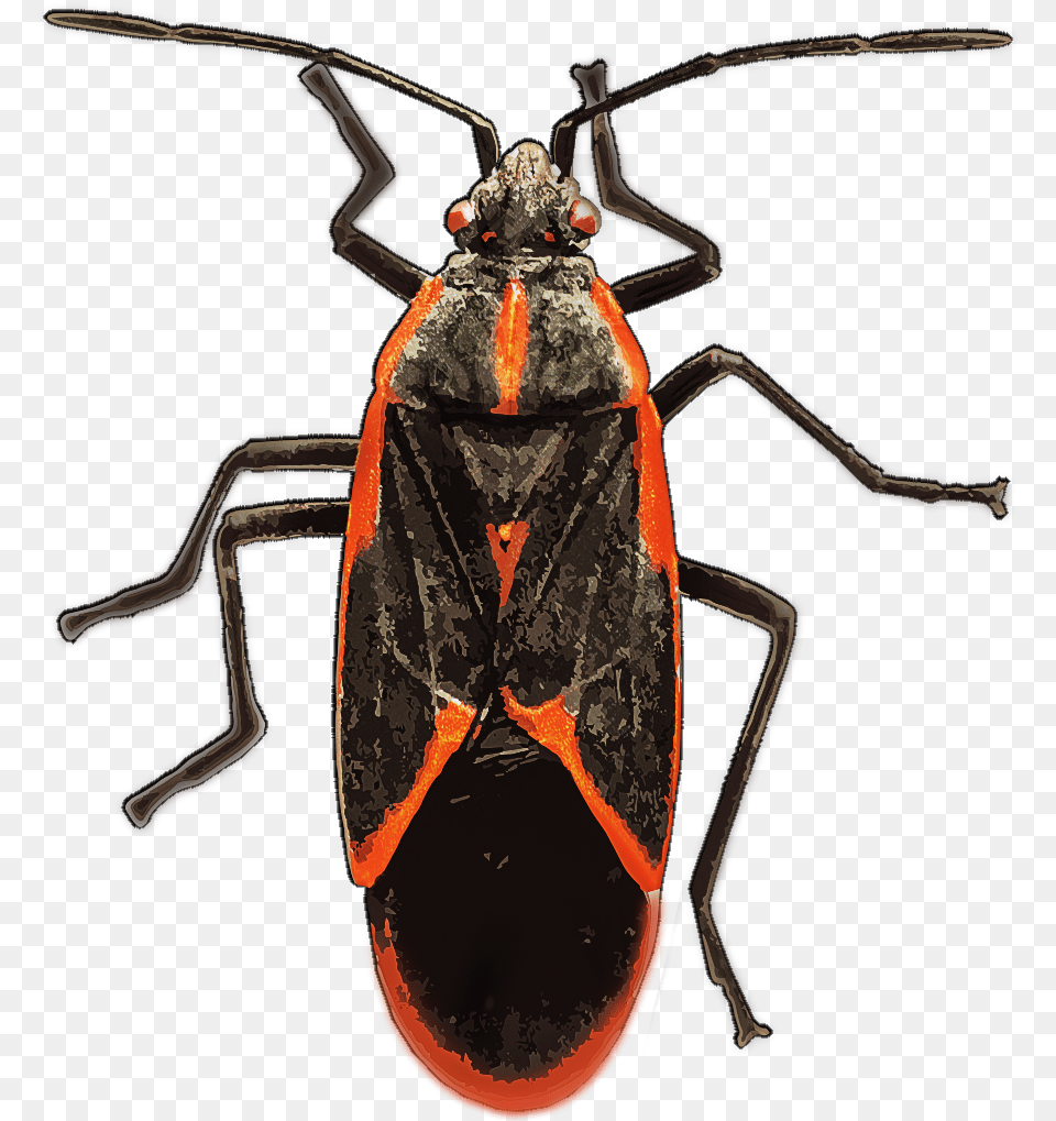 Boxelder Bug Box Elder Bug, Animal, Invertebrate, Spider, Bee Png Image