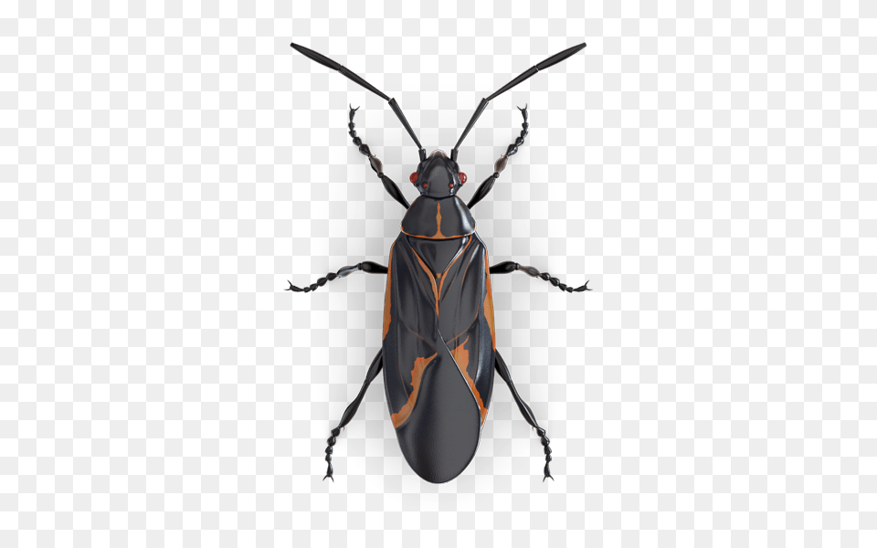 Boxelder Bug Transparent Arts, Animal, Bee, Insect, Invertebrate Free Png