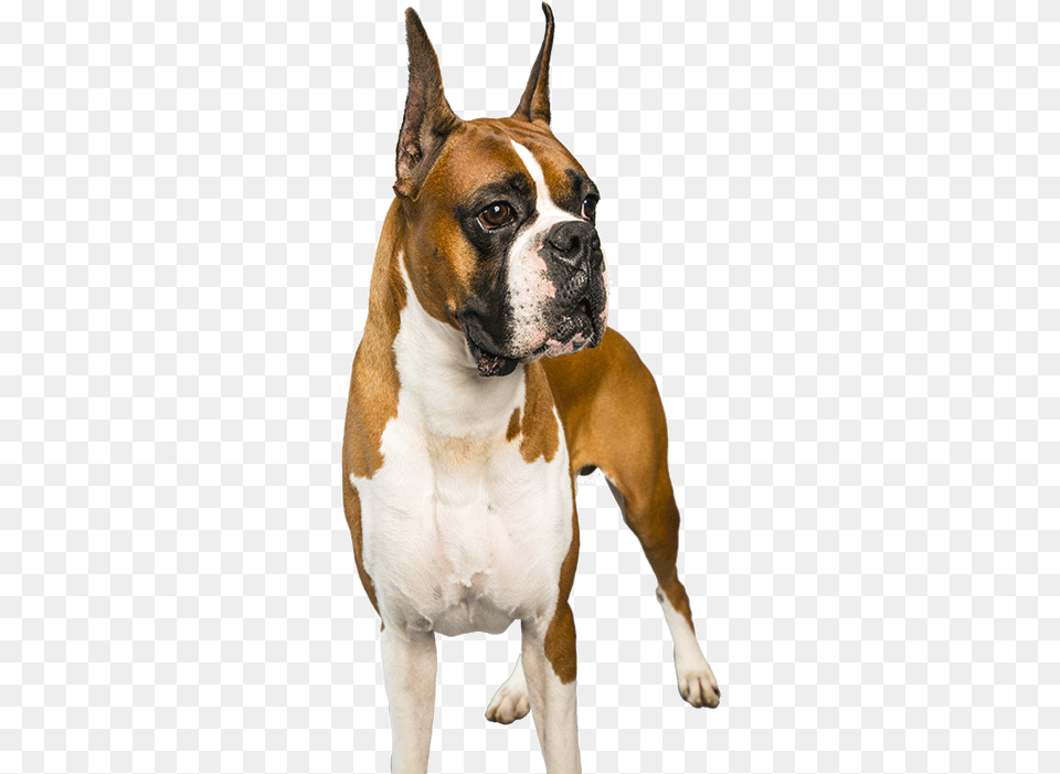 Boxer, Animal, Bulldog, Canine, Dog Png