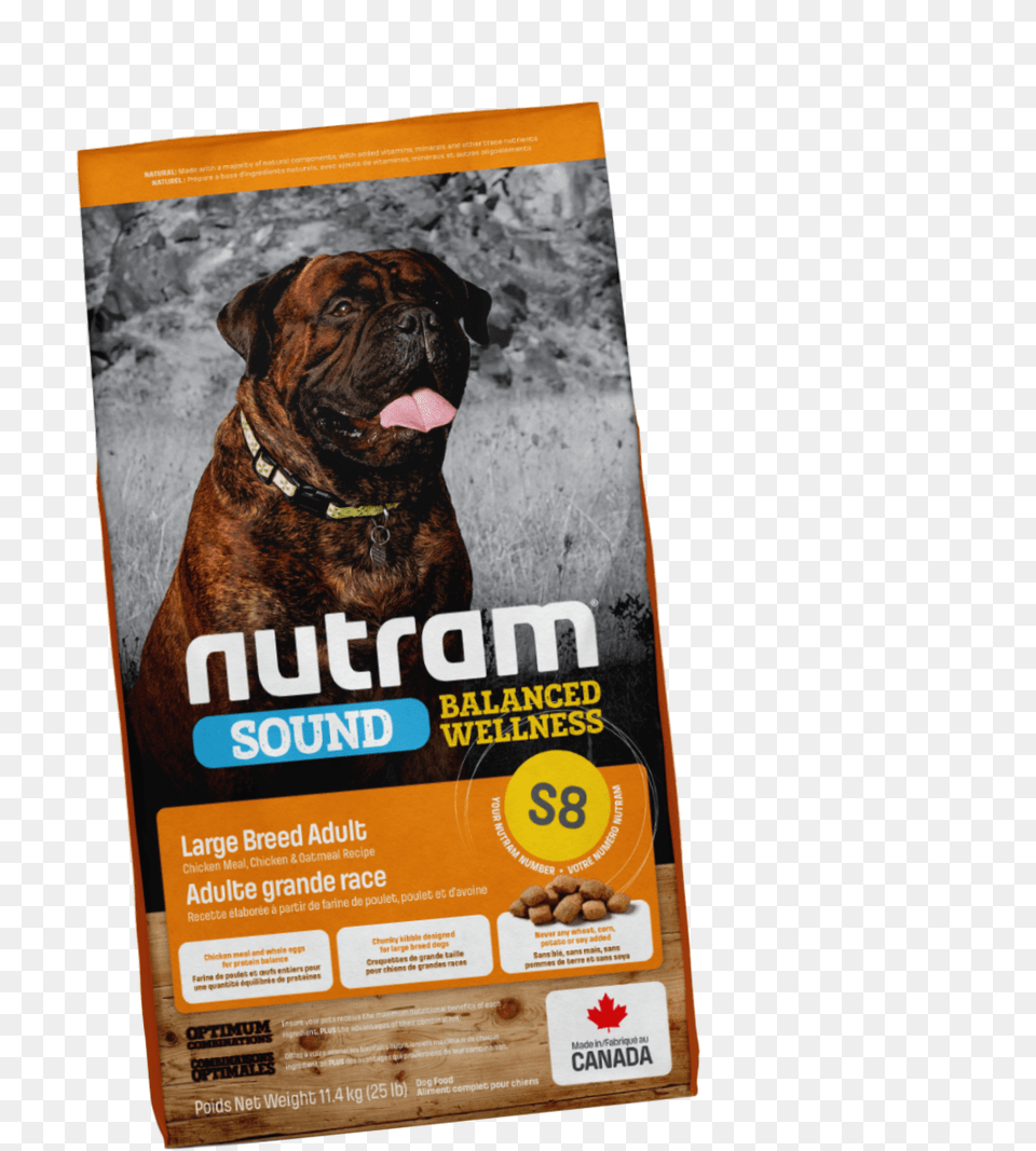 Boxer, Advertisement, Poster, Animal, Canine Png Image