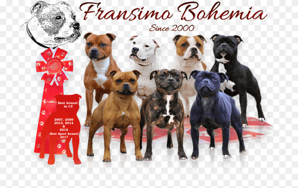 Boxer, Animal, Bulldog, Canine, Dog Png Image