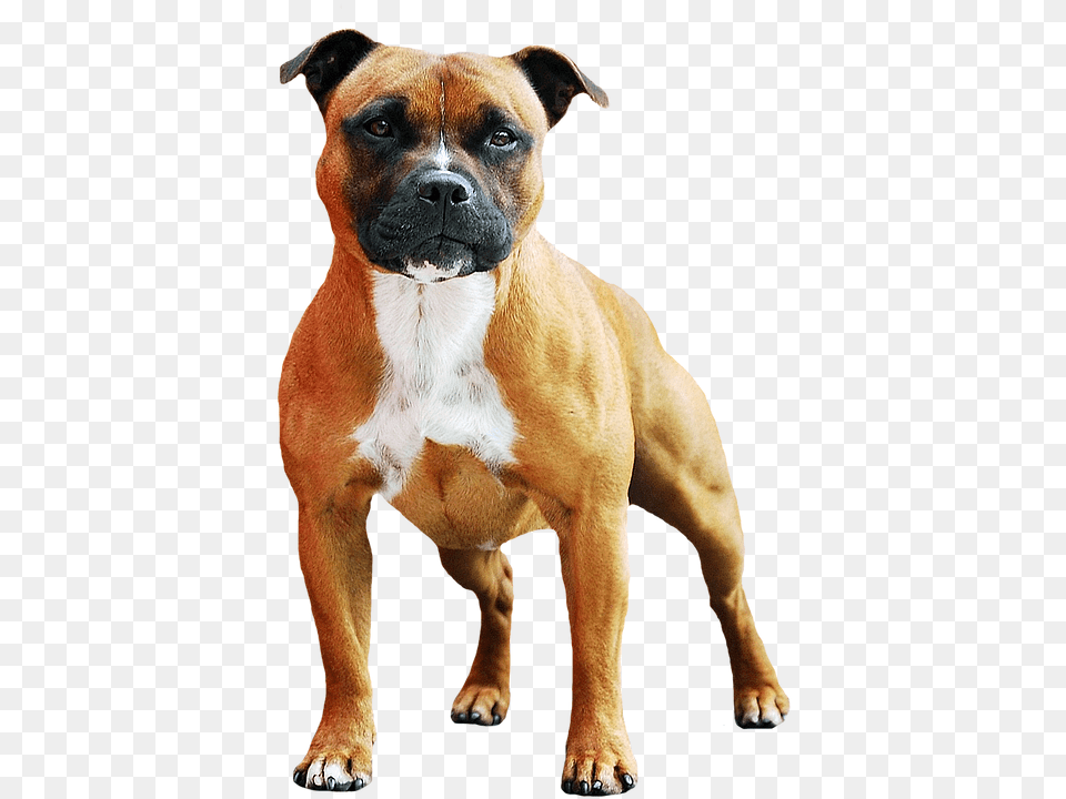 Boxer, Animal, Bulldog, Canine, Dog Free Png Download