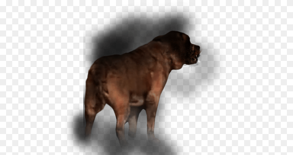 Boxer, Animal, Canine, Dog, Mammal Free Transparent Png