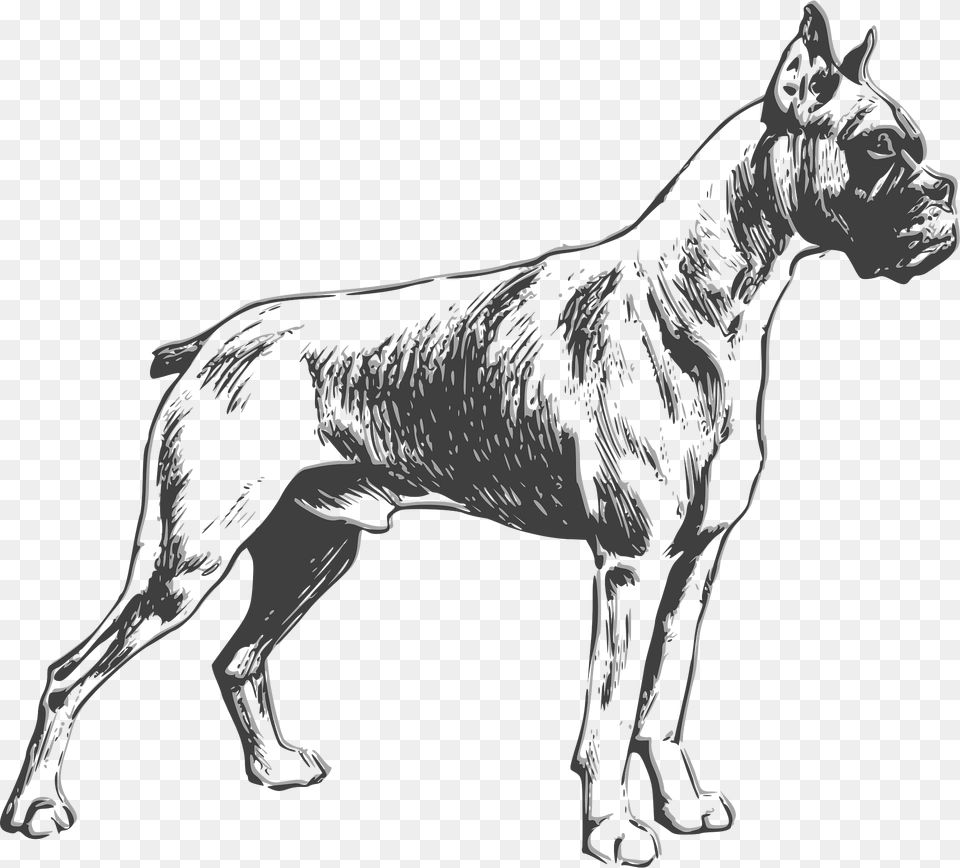 Boxer Clipart, Animal, Canine, Mammal, Pet Png Image