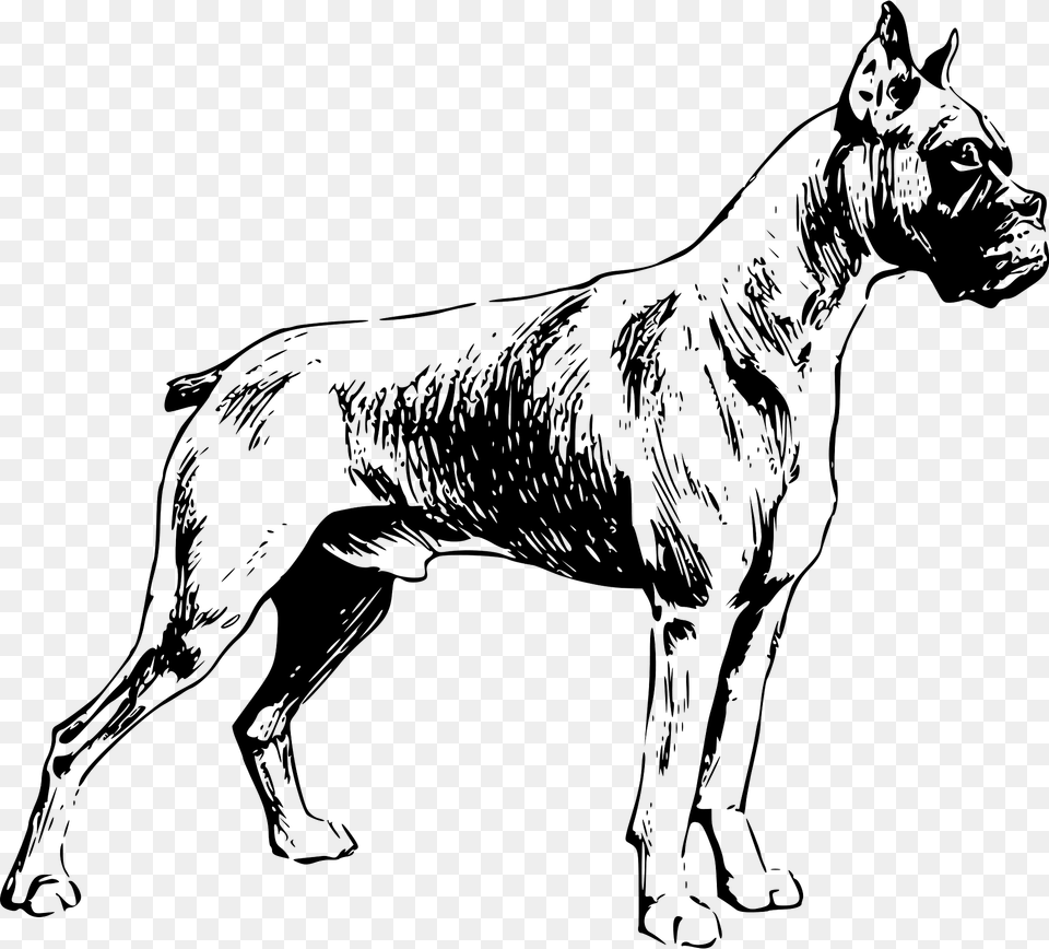 Boxer Clipart, Animal, Canine, Mammal, Dog Free Png