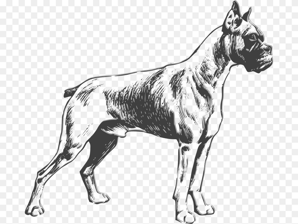 Boxer Dog Clip Art, Animal, Canine, Mammal, Pet Png Image