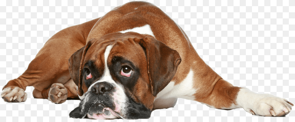 Boxer Dog Get Well, Animal, Bulldog, Canine, Mammal Png Image