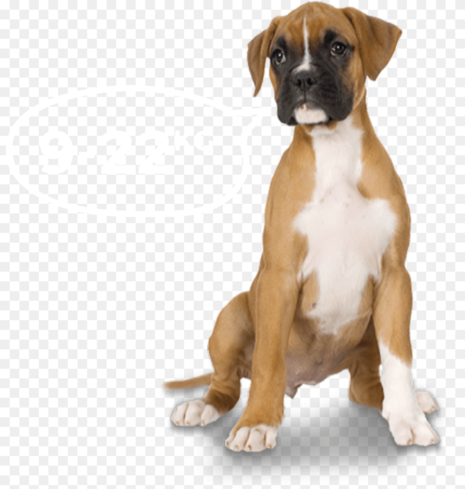 Boxer Dog Pirate Boxer Dog Ornament Round, Animal, Bulldog, Canine, Mammal Png Image