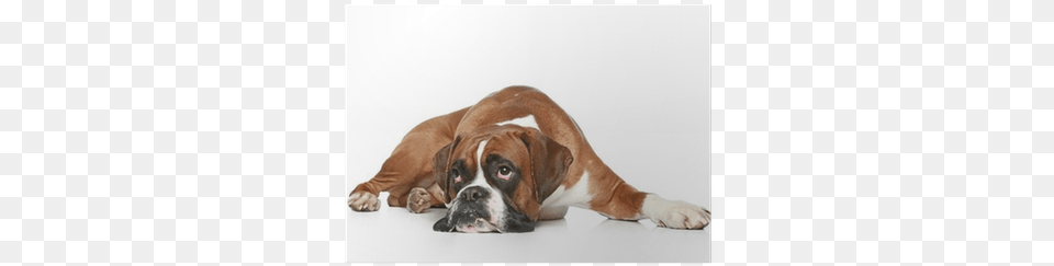 Boxer Dog Sad Lying On A White Background Poster Get Well Soon Boxer Dog, Animal, Bulldog, Canine, Mammal Free Png