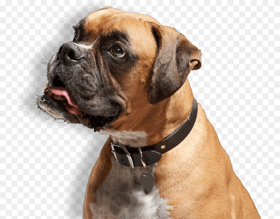 Boxer Dog Animal, Bulldog, Canine, Mammal Free Transparent Png