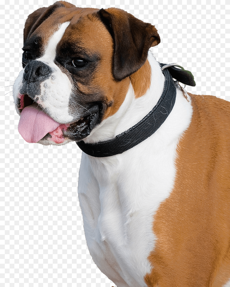 Boxer Dog Transparent Background, Animal, Bulldog, Canine, Mammal Png Image