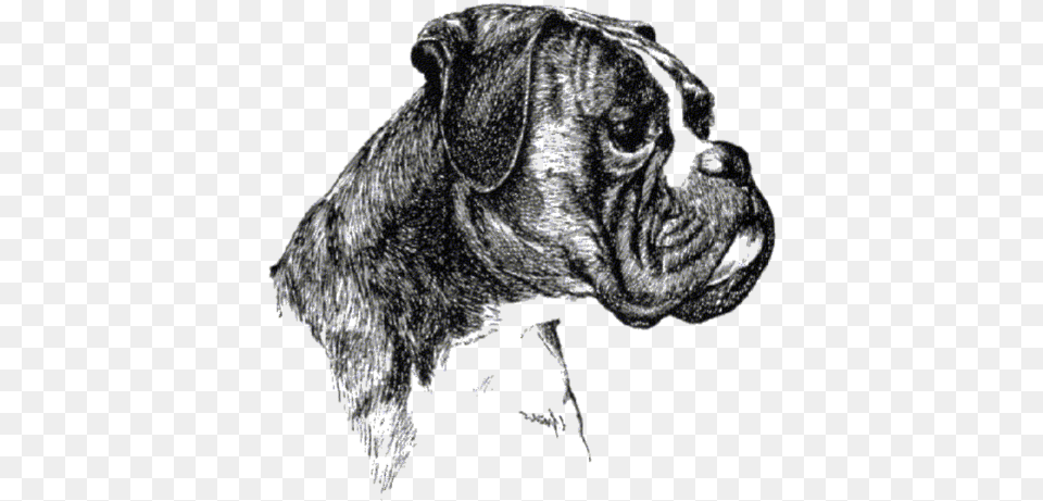 Boxer Hund Pluspng Boxer Club, Animal, Bulldog, Canine, Dog Free Transparent Png