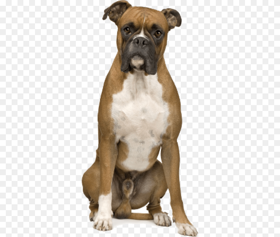 Boxer Hunde, Animal, Bulldog, Canine, Dog Free Png
