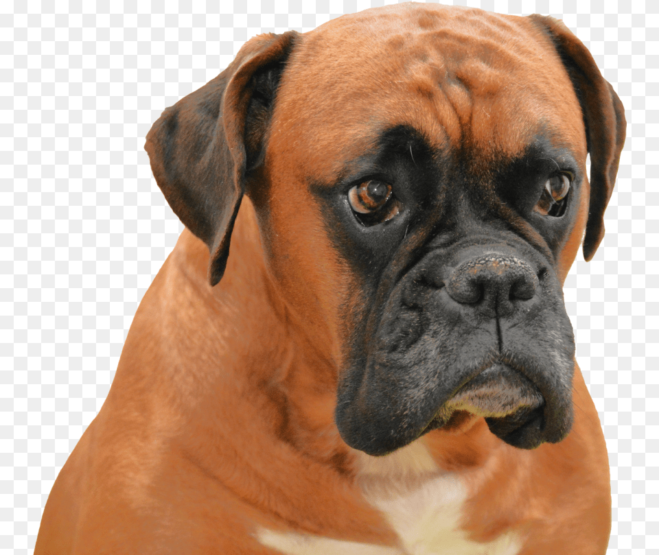 Boxer Image Boxer Dog Background, Animal, Bulldog, Canine, Mammal Free Transparent Png