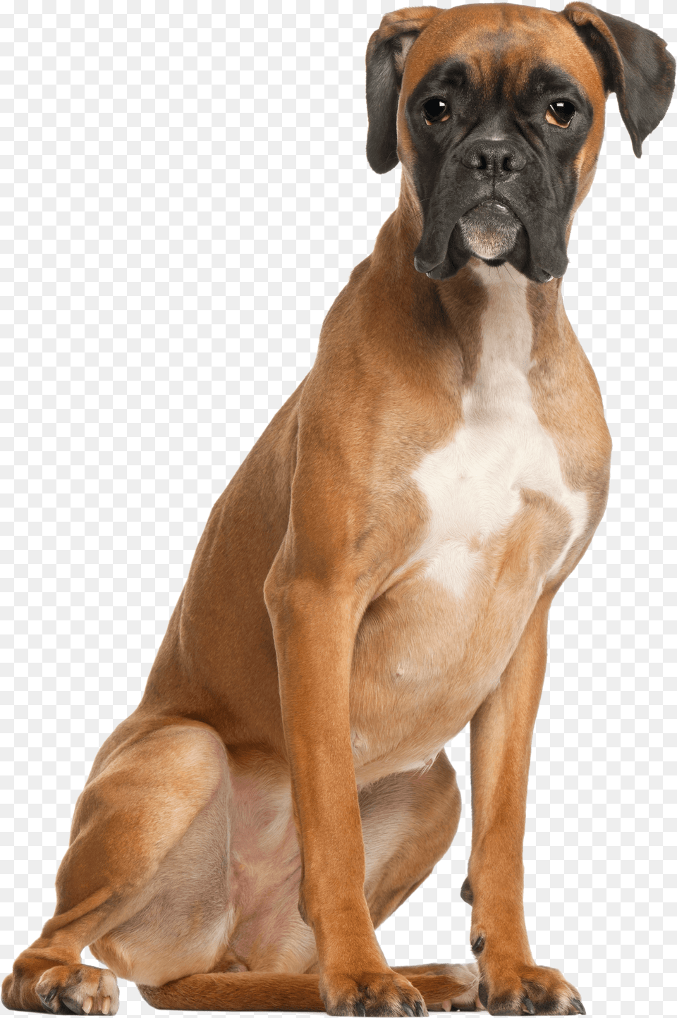 Boxer Sitting, Animal, Bulldog, Canine, Dog Free Transparent Png