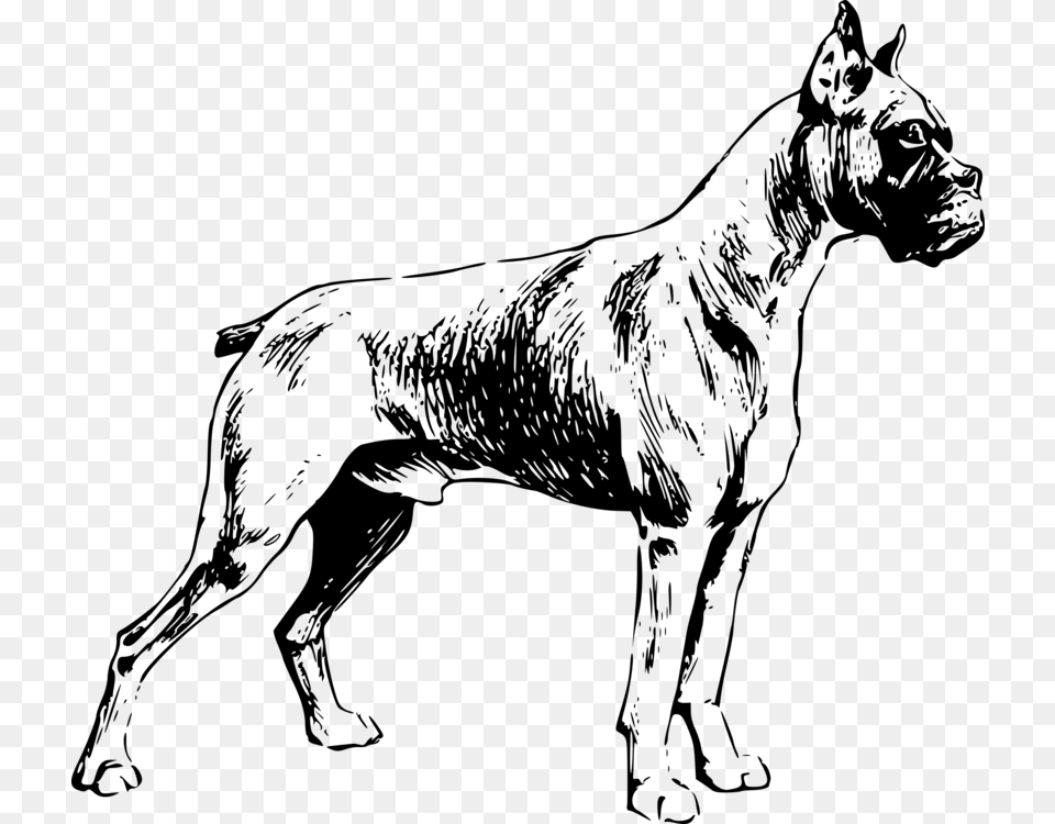 Boxer Valley Bulldog Dog Breed Pet Drawing, Gray Free Png Download