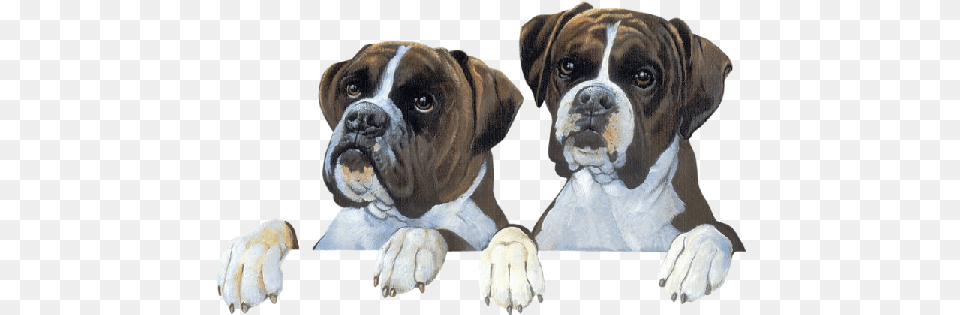 Boxers Animaux, Animal, Boxer, Bulldog, Canine Free Transparent Png