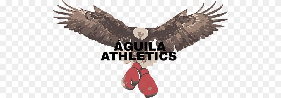 Boxing Aguila Athletics Boxing Glove, Animal, Bird, Vulture, Eagle Free Transparent Png