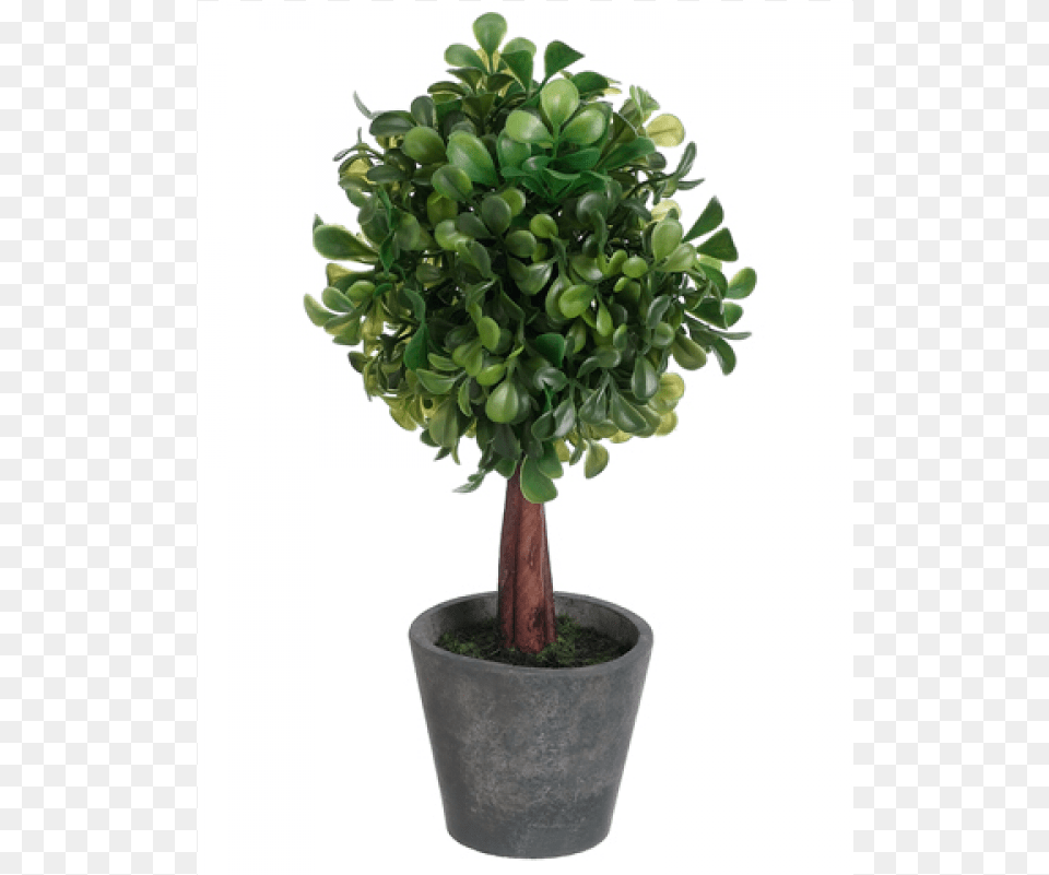 Boxwood Ball Shaped Topiary In Paper Mache Pot Topiary, Leaf, Plant, Potted Plant, Tree Free Png Download