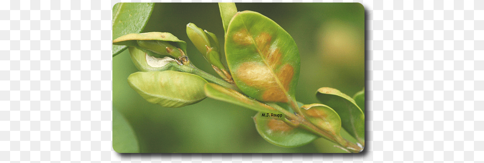 Boxwood Blues Leaf Miner On Boxwood, Bud, Flower, Plant, Sprout Free Png Download