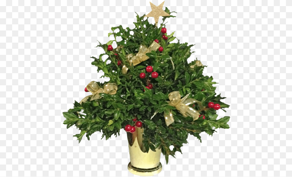 Boxwood Christmas Tree Christmas Tree, Plant, Christmas Decorations, Festival, Christmas Tree Png Image