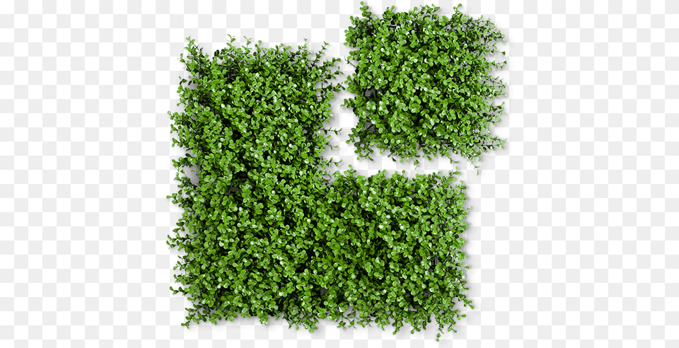 Boxwood Eden Artificial Hedge Moss, Fence, Herbs, Plant, Vegetation Free Png Download