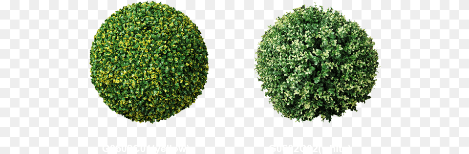 Boxwood Hedge Clipart Ball Hedges, Moss, Plant, Tree, Vegetation Free Png Download