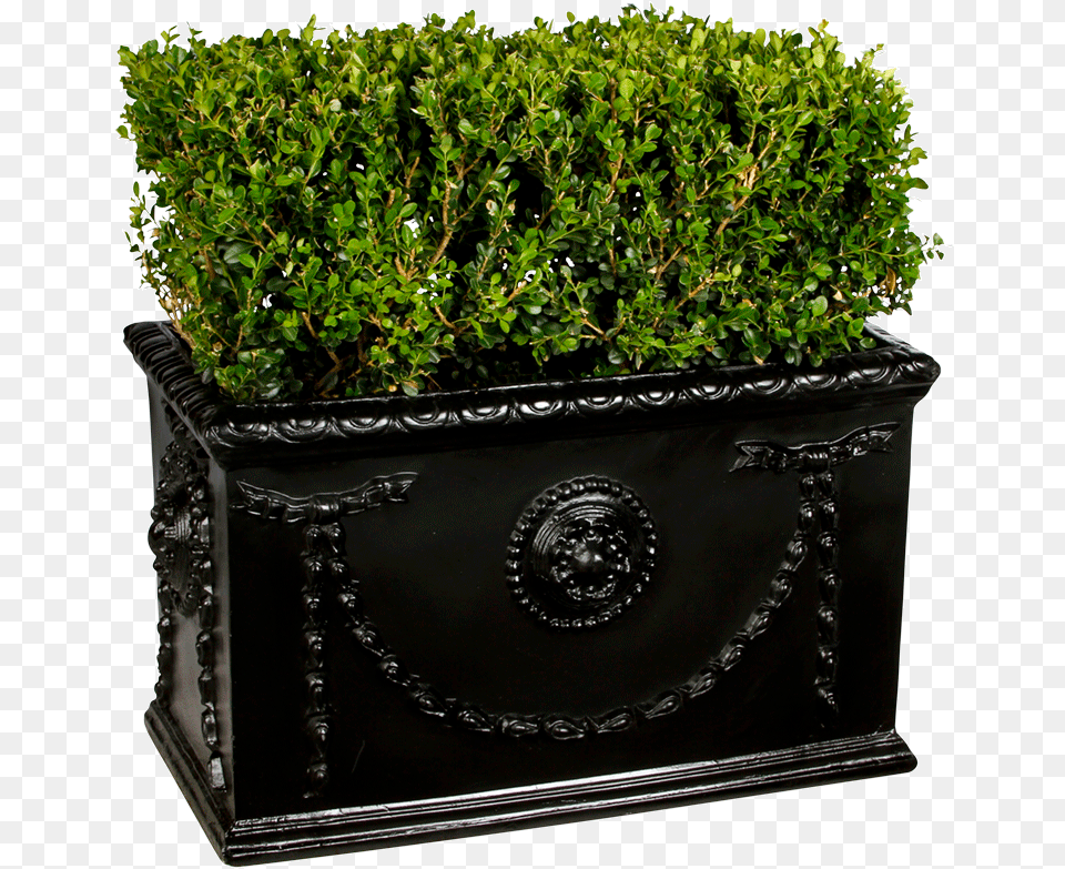 Boxwood Hedge Flowerpot, Jar, Plant, Planter, Potted Plant Png