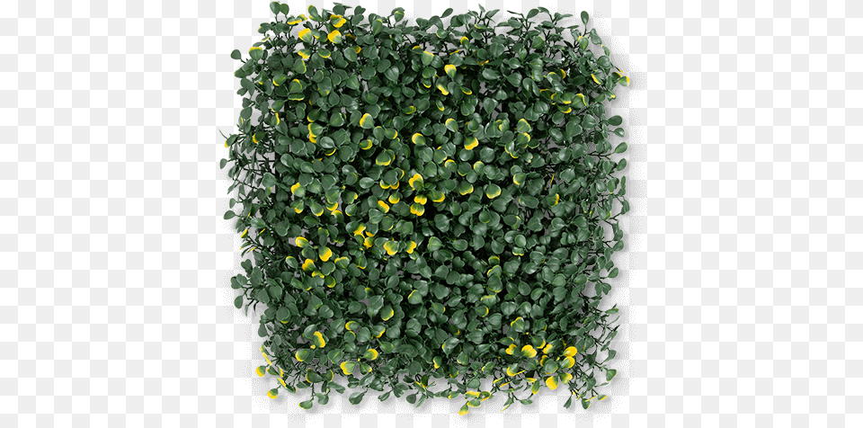 Boxwood Milan Artificial Hedge Lemon, Vine, Potted Plant, Plant, Leaf Png
