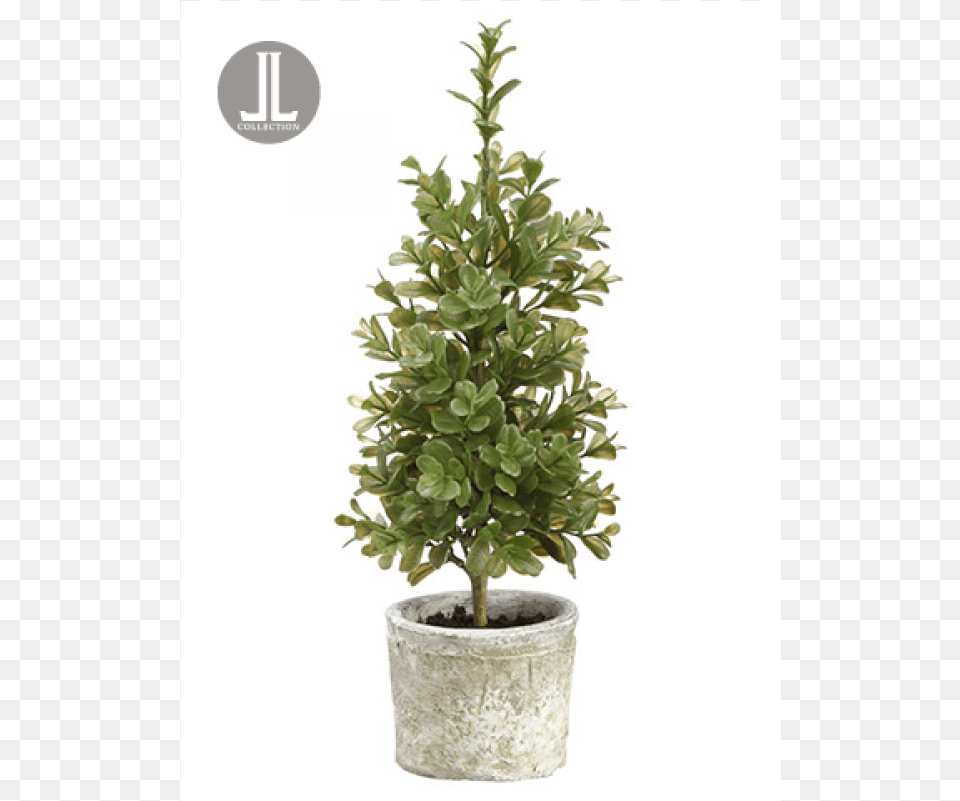Boxwood Topiary In Clay Pot Green, Leaf, Plant, Potted Plant, Tree Free Png