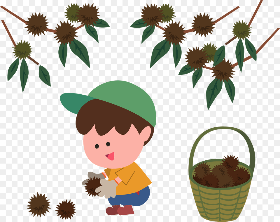 Boy Picking Up Japanese Chestnuts Clipart, Baby, Person, Face, Head Png