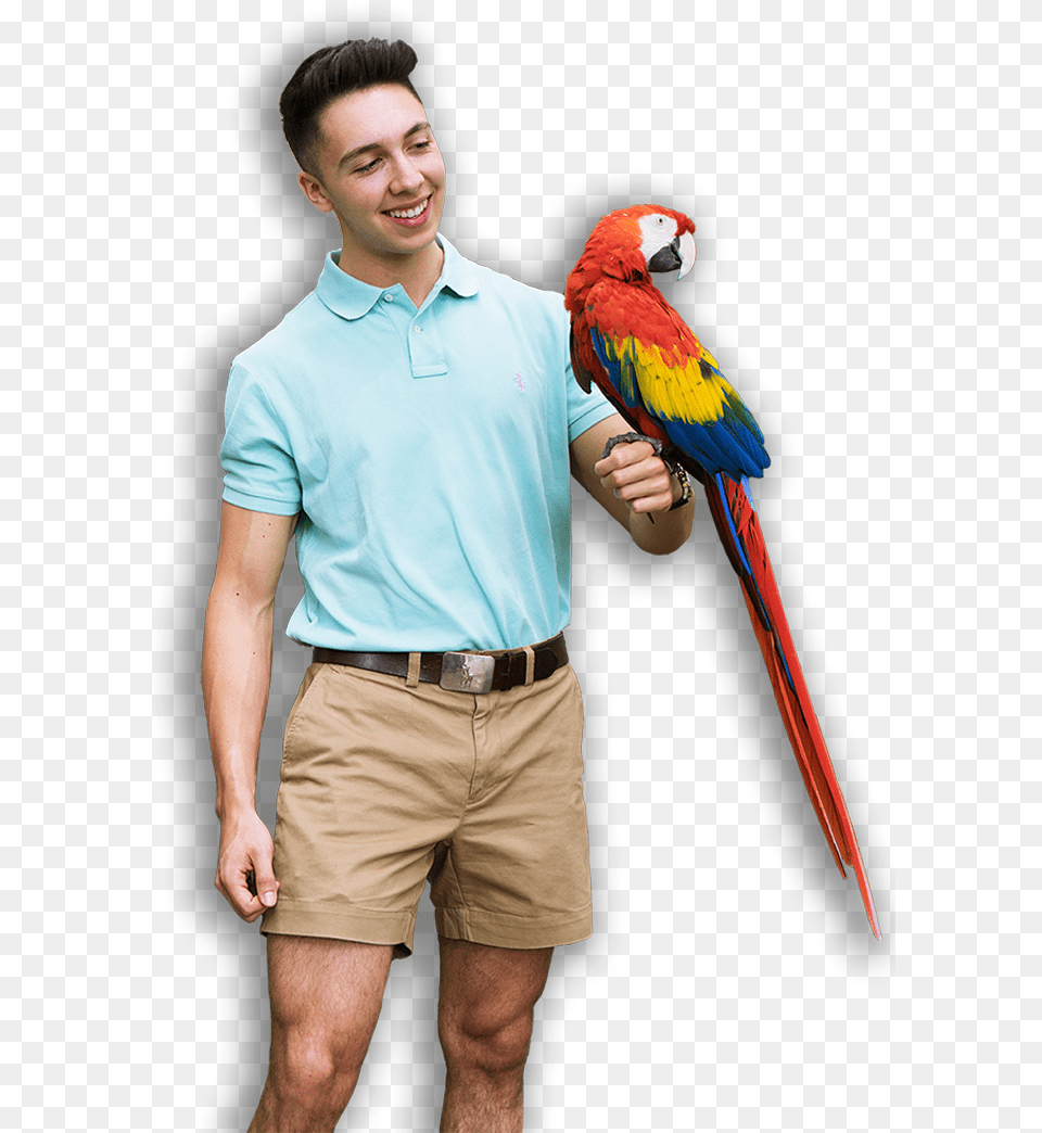 Boy With Parrot, Shorts, Clothing, Person, Man Png