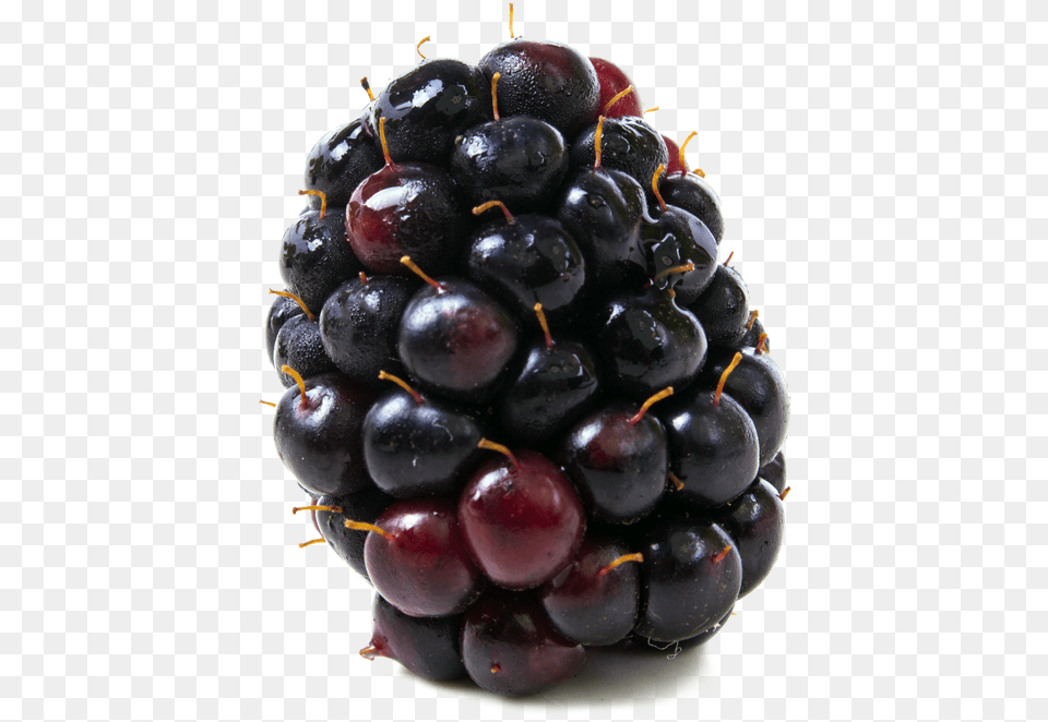 Boysenberries Hd, Berry, Food, Fruit, Plant Png
