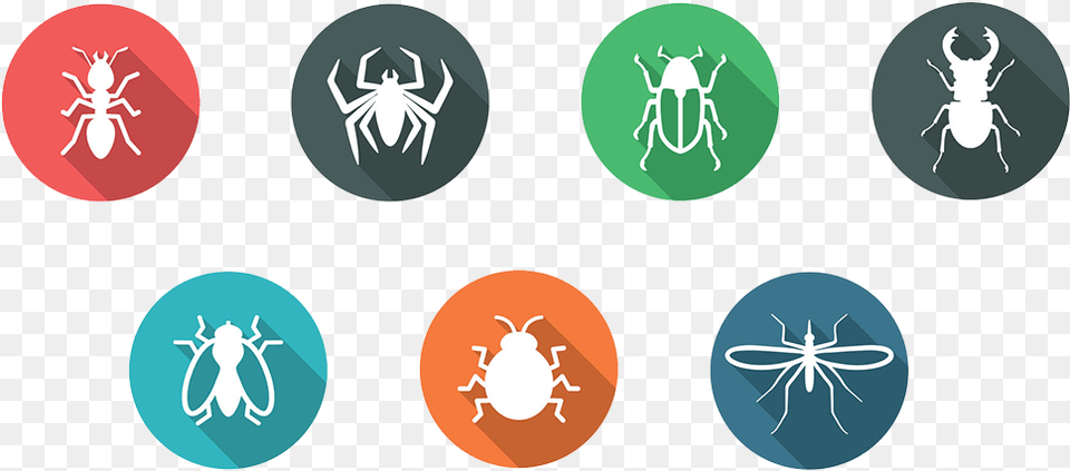 Bpc Pest Control In Ventura Santa Tangle Web Spider, Animal, Bee, Insect, Invertebrate Free Png