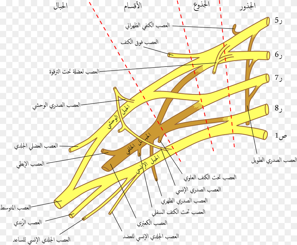 Brachial Plexus 2 2 Brachial Plexus, Bow, Weapon, Nature, Night Free Png